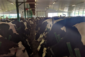 cow-Ferme ABG Blackburn-1