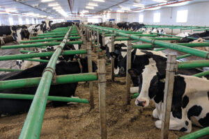 cow-ferme-agrisco-2