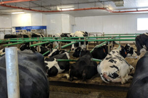 cow-ferme-agrisco-3